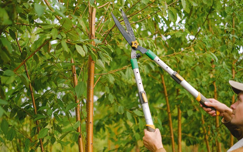Tree trimming in Lafayette, OR